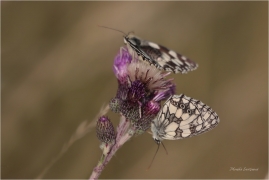 <p>OKÁČ BOJÍNKOVÝ (Melanargia galathea) ----- / Marbled white - Schachbrett (Schmetterling)/</p>